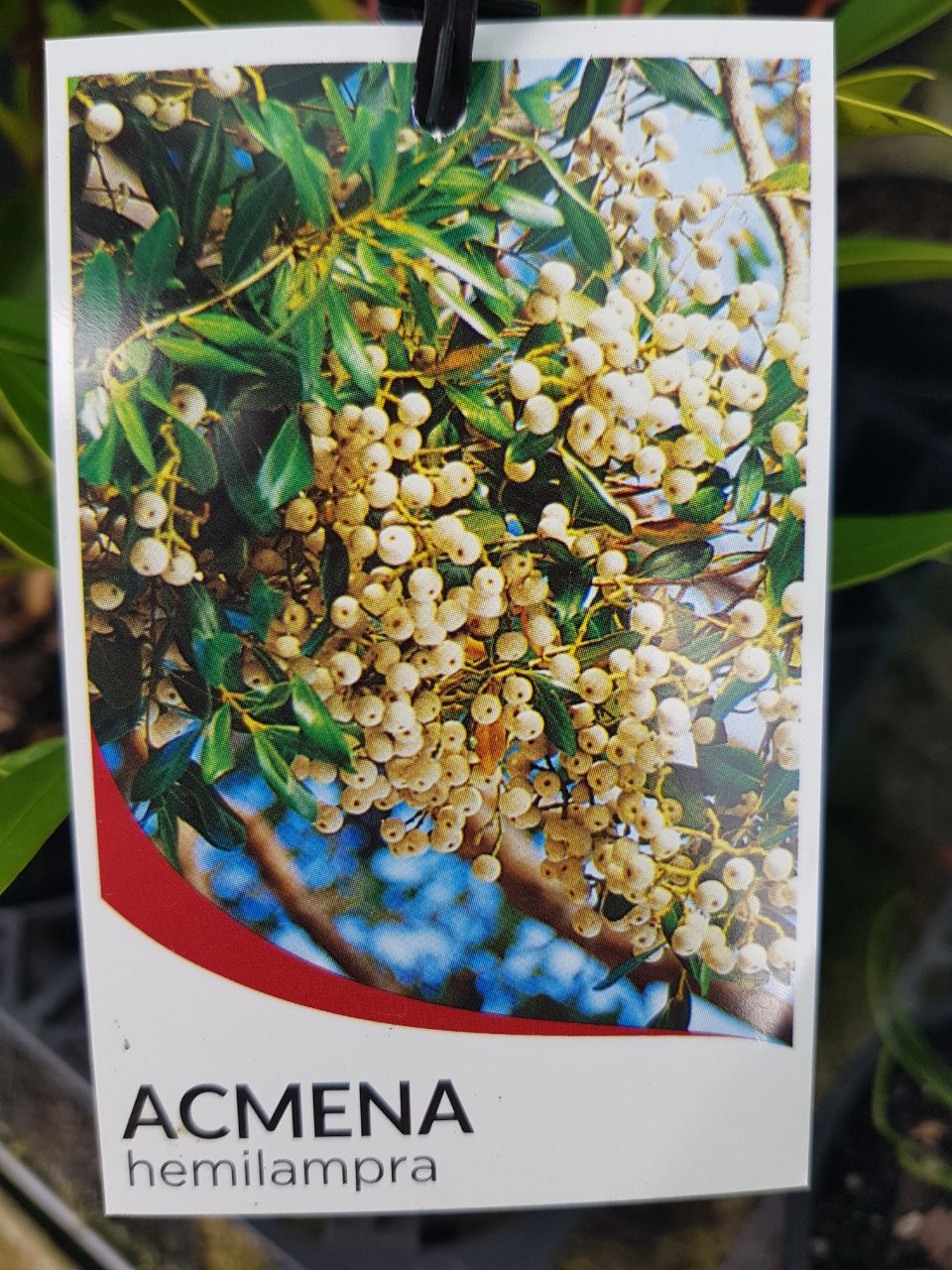 Acmena - Hemilampra - One Red Hill
